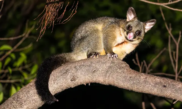 Wildlife night spotlight guided walk or nocturnal