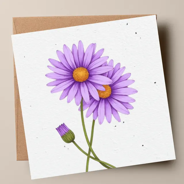 Swan River daisy plantable greeting cards (Plantacard 10pk)