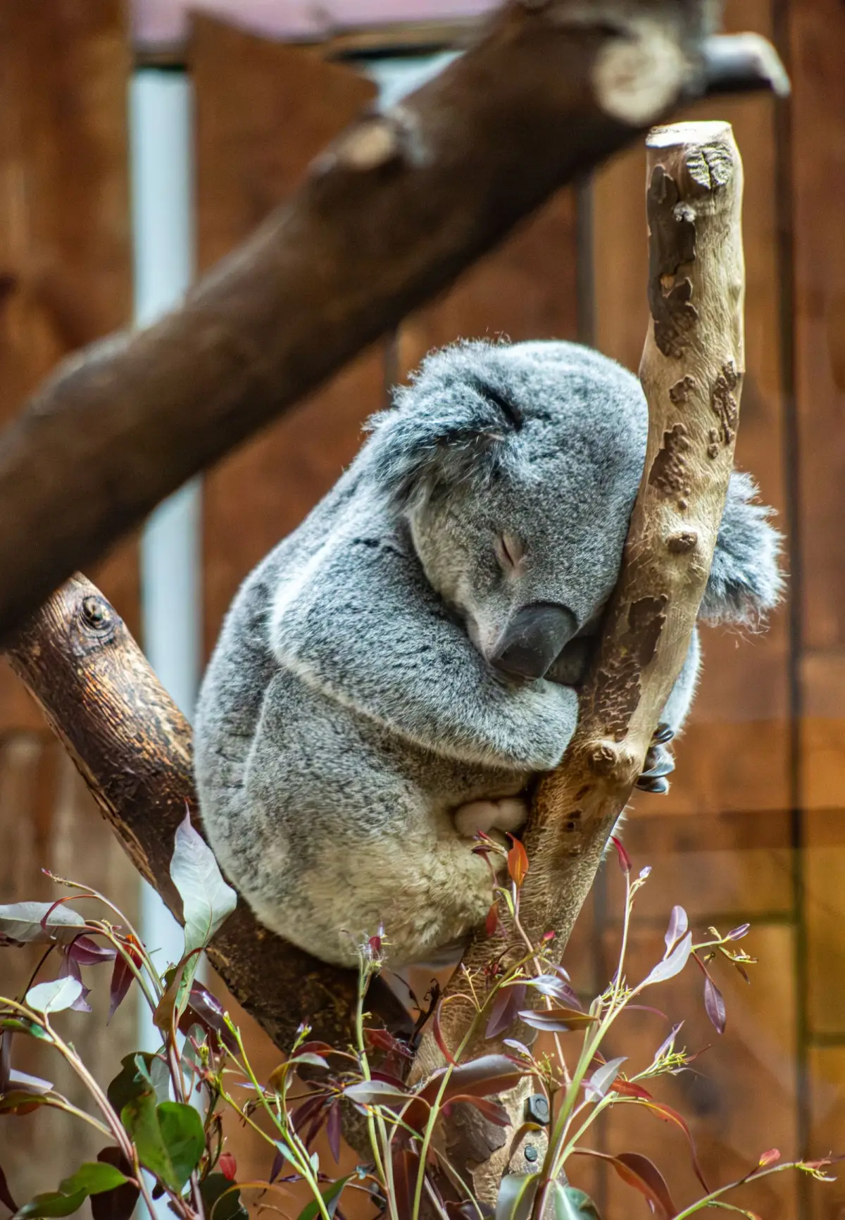 Wildlife or zoo day tickets