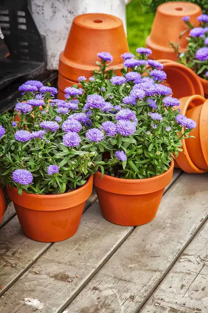 Potted aster or day lily starter plant