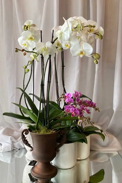 Native orchid potted specimen (living flower theme)