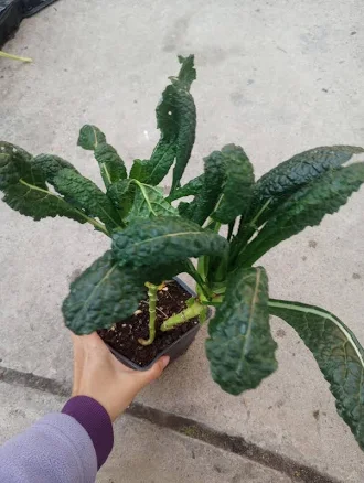 Curated Dinosaur Kale Potted Plant — Mother's Day gift for a grandmother, shoppable idea