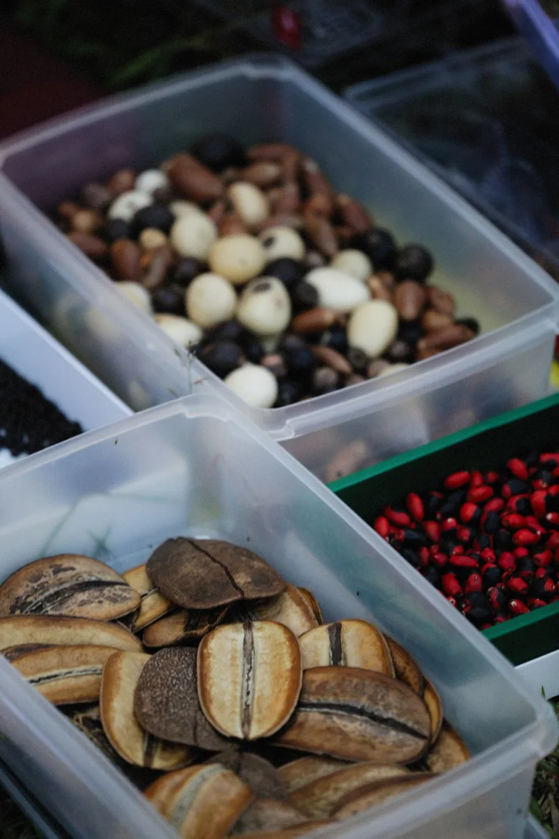 Trays of seeds pods and bush foods at a market stall