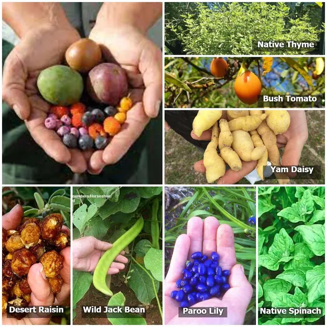 Native Australian bush-tucker pantry collection