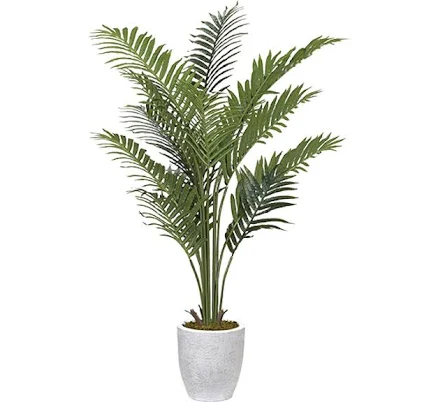 Curated Indoor Kentia Palm Plant — Mother's Day gift for a grandmother, shoppable idea