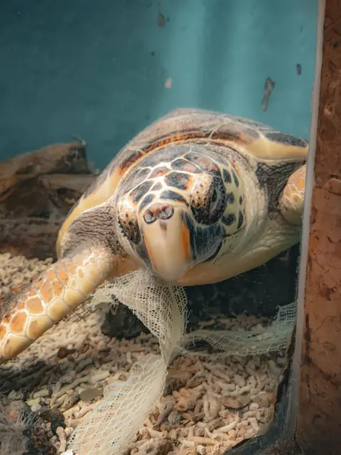 Behind-the-Scenes Sea Turtle or Penguin Encounter