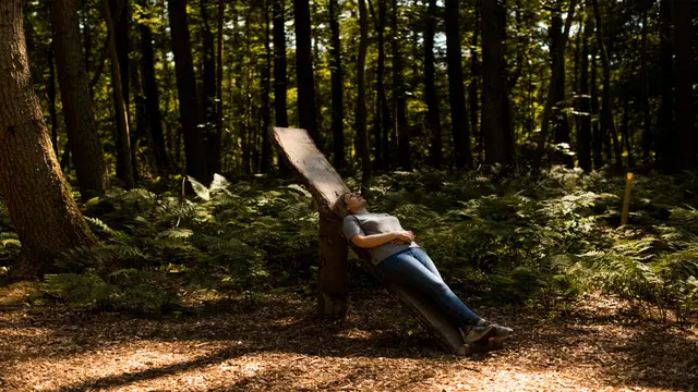 Guided forest bathing or nature immersion morning