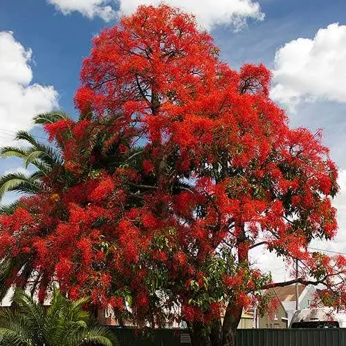 Grafted Illawarra Flame Tree planted as a living ruby marker