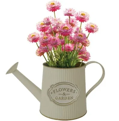 Starter houseplant in a pot