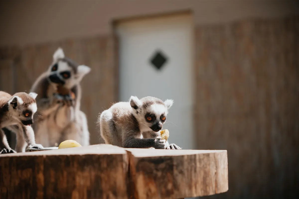Australian zoo animals and visitors