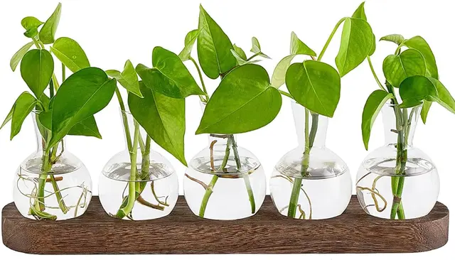 Minimalist Glass Propagation Station