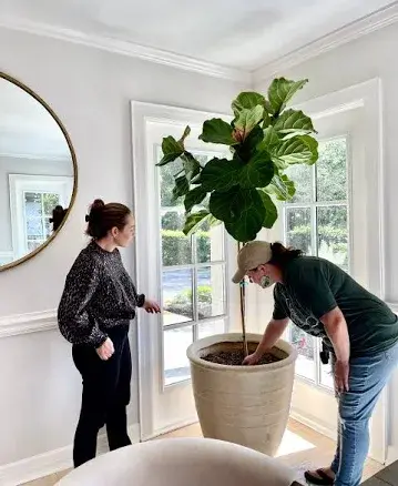 Indoor Plant Styling Consult